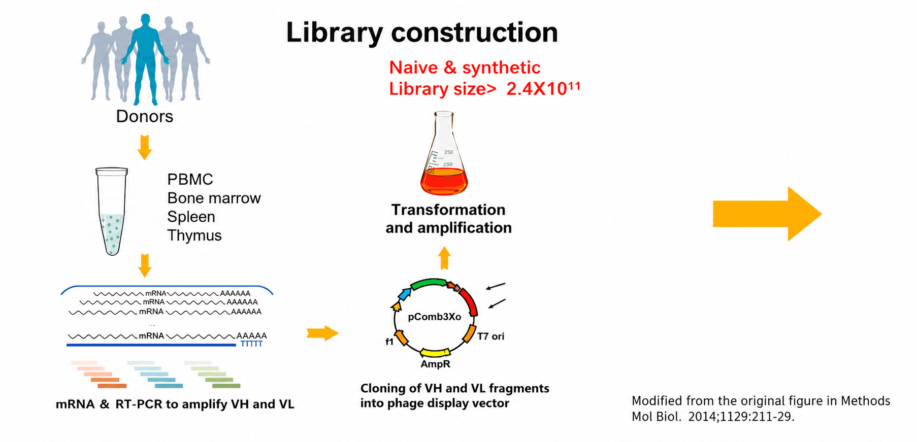 Library construction: donor PBMC/bone marrow/spleen/thymus, RT-PCR amplification of VH/VL cloned into a phage-display vector, transformed and amplified (naïve & synthetic libraries)