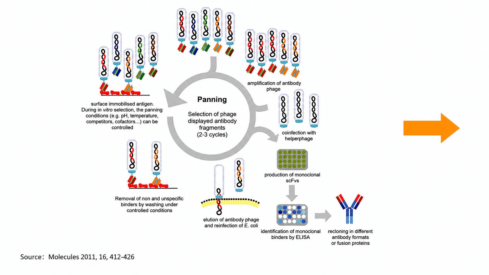 Phage-display panning: selection of antibody fragments on immobilised antigen over 2–3 enrichment rounds