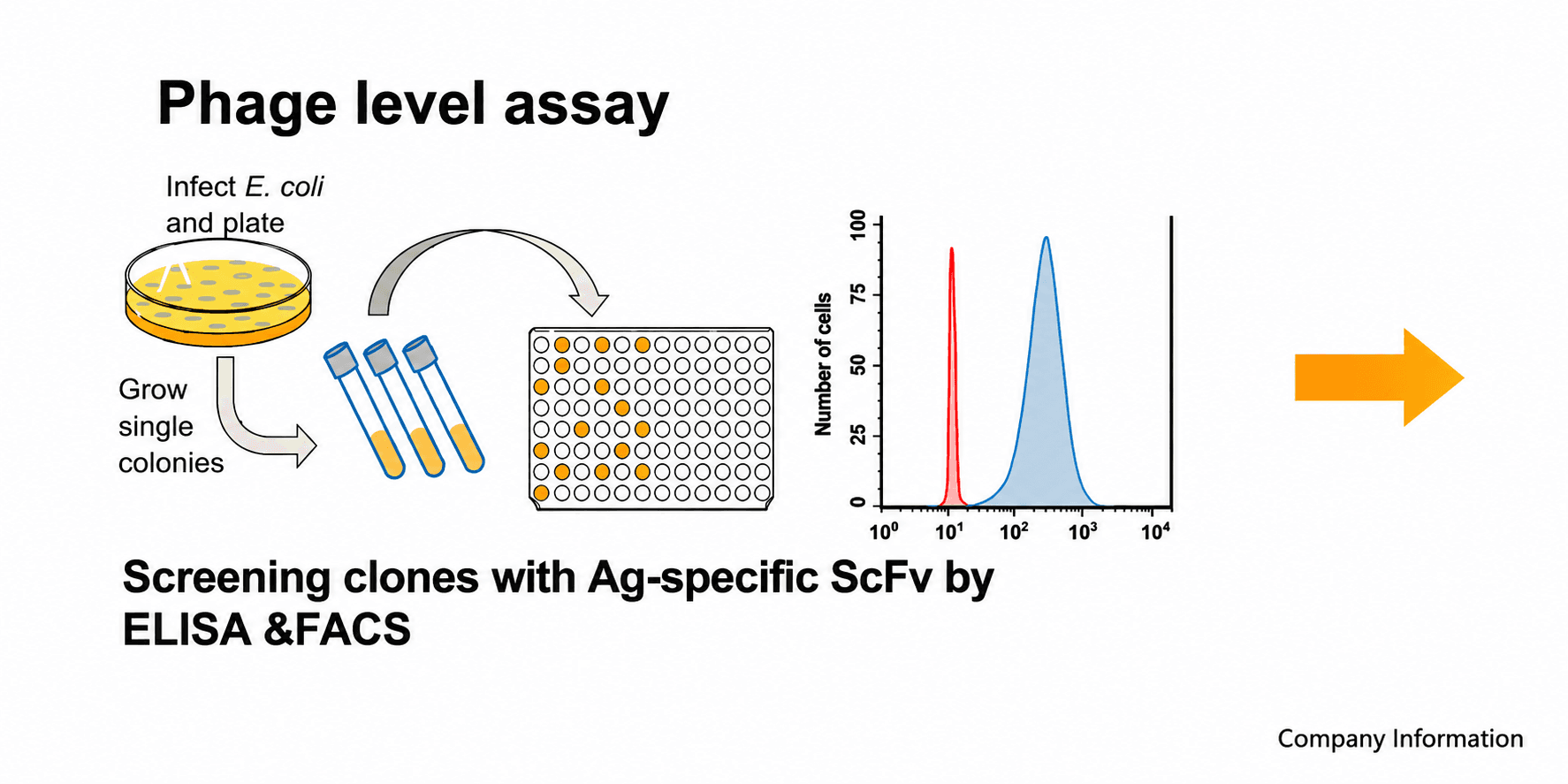 Phage-level assay: infect E. coli and plate, grow single colonies, screen antigen-specific ScFv clones by ELISA and FACS