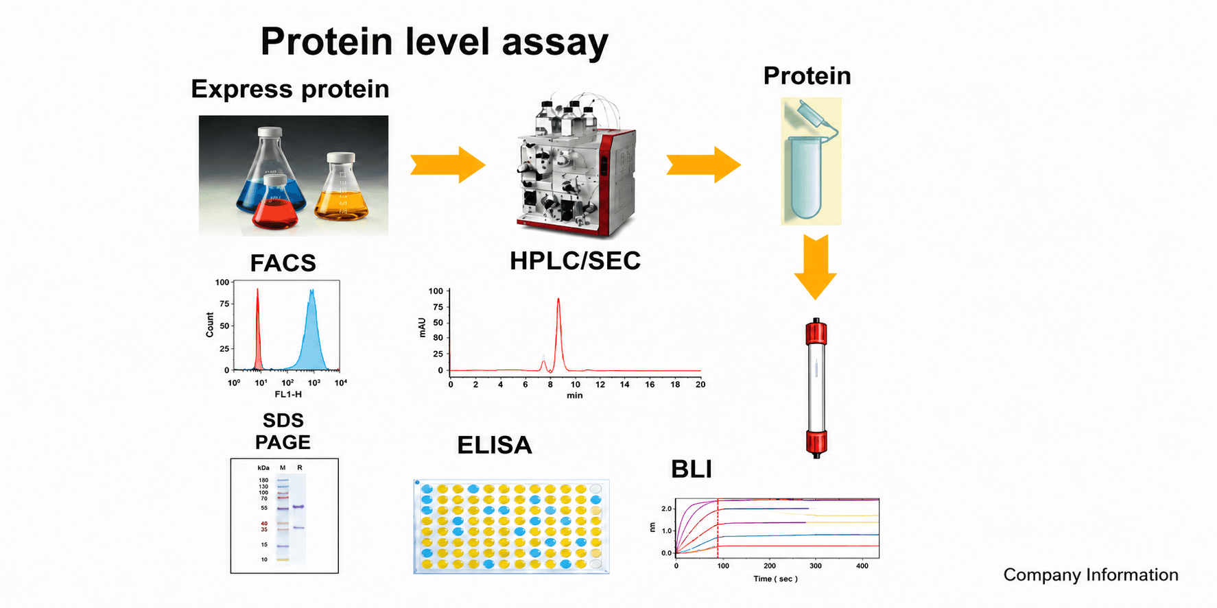 Protein-level assay: expressed protein purified by HPLC/SEC and characterised by FACS, SDS-PAGE, ELISA and BLI