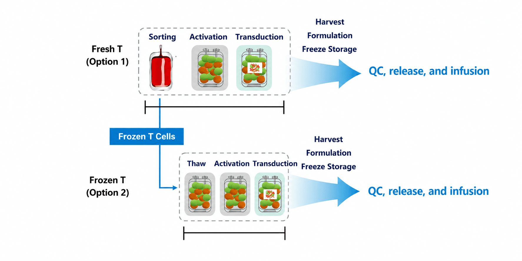 Fresh and frozen T cell manufacturing process options: sorting, activation, transduction through harvest/formulation/freeze and QC, release and infusion
