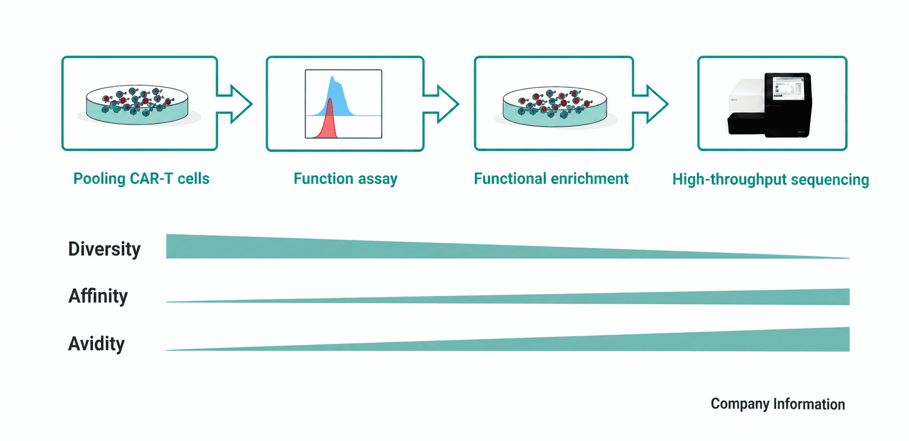 High-throughput CAR-T candidate screening and functional profiling funnel